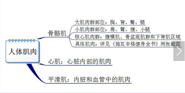 你真的認(rèn)識(shí)你身體的肌肉嗎？